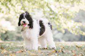 Search by desired gender, age, and more at puppyspot.com. Lagotto Romagnolo Puppies Ohio Bmo Show