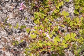 Image result for Pelargonium grossularioides