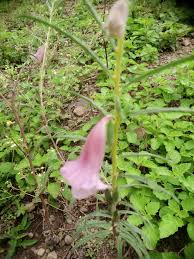 Image result for Sesamum radiatum