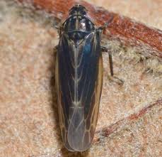 Image result for Linderniella gracilis