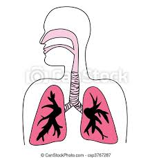 Check spelling or type a new query. Human Respiratory System Diagram Drawing Of The Human Respiratory System In Vector Format Canstock