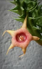 Image result for Huernia verekeri