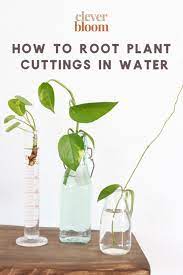 It is best to always keep the soil slightly moist. How To Root Plant Cuttings In Water For Propagation