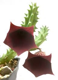 Image result for Huernia kirkii
