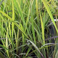 Image result for Andropogon