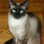 Siamese Kittens For Sale In Virginia