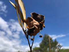 Image result for Aeschynomene multicaulis