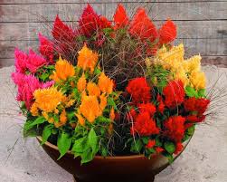Dr Dan S Garden Tips Hot Hot Hot Planting Flowers Plants Container Gardening