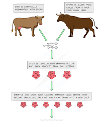Cloning Mammals Edexcel Igcse Biology Revision Notes
