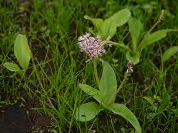 Image result for Ledebouria revoluta