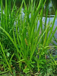 Image result for Calamus deerratus