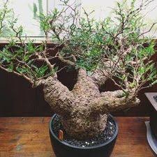 Image result for Cyphostemma montanum