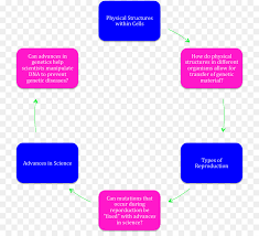 Selanjutnya sel sel terbagi secara lebih khusus lagi menjadi sel hewan uniseluler (protozoa), sel alga uniseluler, sel fungi (hifa), sel tumbuhan, sel hewan multiseluler, sel bakteri, sel archaebakteria. Organisme Multisel Organisme Uniseluler Sel Gambar Png