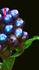 Image result for Pollia condensata