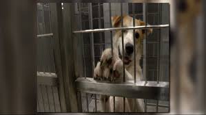 This kennel provides your pet with protection from the outside elements and sufficient space for comfort. Save The Dogs Waco Animal Shelter Must Clear Kennels By 3 P M Kcentv Com