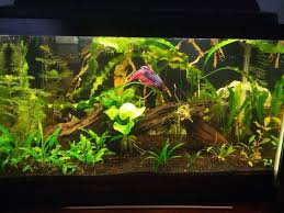 Post Your Favorite Tanks Betta Fish Tank Betta Tank Planted Aquarium
