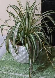 Maybe you would like to learn more about one of these? Spider Plant Light Requirements How Much Light Does It Need Garden For Indoor