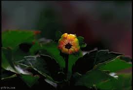 Flower gif flower gif flower gif flower gif flower gif flower gif. View Flower Nature Gif Images Png Nature