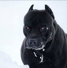 Prague Pitbull Looks Like Satan S Dog In 2020 Scary Dogs Pitbulls Dogs
