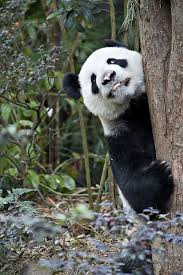 Maybe you would like to learn more about one of these? The Giant Panda Panda Panda Bear Giant Panda