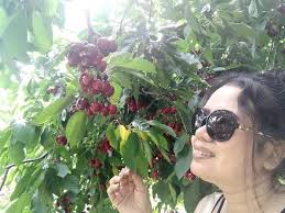 Are there any U pick cherry places open ?