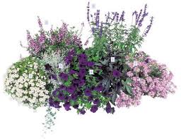Bloom S Home Hobby Balkonkasten Bepflanzen Pflanzen Balkon Pflanzen