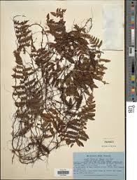 Image result for Arthropteris antun-gupffertiae