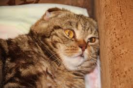 glaza kak blyudca samye milye zhivotnye zhivotnye milye zhivotnye