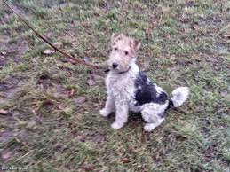 Image result for foxterier drsnosrstý