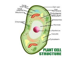 What does lysosome look like? Cell Structure And Function Cell The Smallest Unit