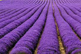 Noons Info Lavender Plant اسطو خودوس
