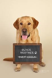 Happy News We Are Expecting Hamilelik Fotograf