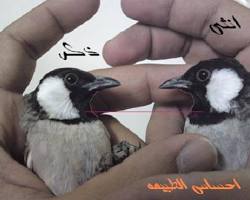 Image of أنثى البلبل