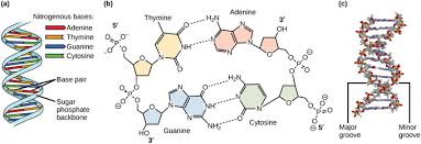 Which pair of nitrogenous bases will form a bond in a dna molecule? Dna Structure And Sequencing Boundless Biology