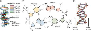 Adenine and thymine are complementary nitrogenous bases and. Dna Structure And Sequencing Boundless Biology