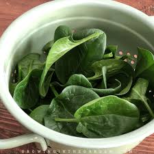 What are cold resistant vegetables? How To Grow Spinach 7 Tips For Growing Spinach Growing In The Garden