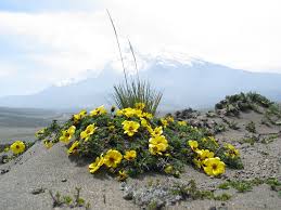 Image result for Bidens oligoflora