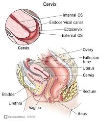 Image result for cervix position
