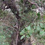 Image result for Mimusops obtusifolia