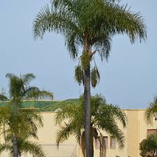 Image result for Wodyetia bifurcata