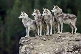 Pin Von Sean Graves Auf Wolves Wolf Hunde Tier Wolf Ausgestopftes Tier