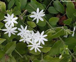 Image result for Jasminum multiflorum