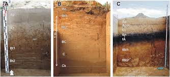 Examples of soil profiles on the walls of archaeological excavations in... | Download Scientific Diagram