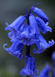 Free Photo Of Bluebell Flower