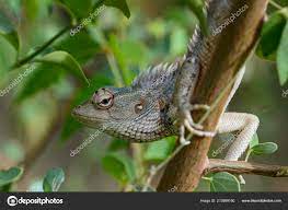 1 238 Oriental Garden Lizard Stock Photos Free Royalty Free Oriental Garden Lizard Images Depositphotos