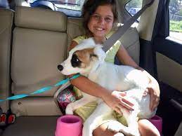 For this reason, their financial needs are often quite high due to large medical bills. League City Is Keeping Pets Alive But Only With Community Help The League City Official Website