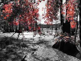 Black And White With Pop Of Color Merchants Millpond The Other Side Black And White Pictures Black And White Black And White Photography