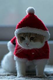 We did not find results for: Phoneky Christmas Cat Hd Wallpapers