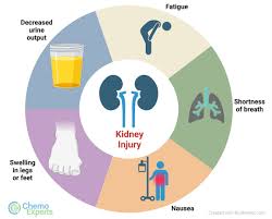Image result for Renal Function