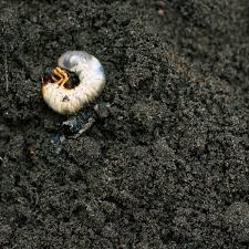 First, the female lays eggs in the soil in july. Grub Proofing Foxborough Ma Greenace Lawn Care
